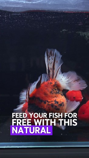 2.5K views · 83 reactions | Feed your fish for free with duckweed. This protein packed superfood is perfect for goldfish and African cichlids. Many aquarium owners dread duckweed because it spreads quickly, but it's an eco friendly, sustainable supplement for your fish's diet. Turn an unwanted plant into a nutritious treat! . . . #fishkeeping #aquariumhobby #fishkeepingcommunity #tropicalfish #goldfishkeeper #duckweed | New Life Aquarium Keysborough | Facebook