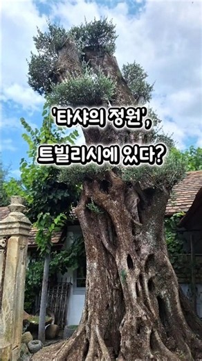 트빌리시 타샤의 정원 #타샤의정원 #조지아트빌리시 #가드니아셰바르드나제 #셰바르드나제가든 #트빌리시타샤