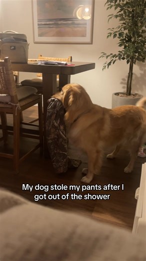 My Dog Stole My Pants After I Got Out of the Shower