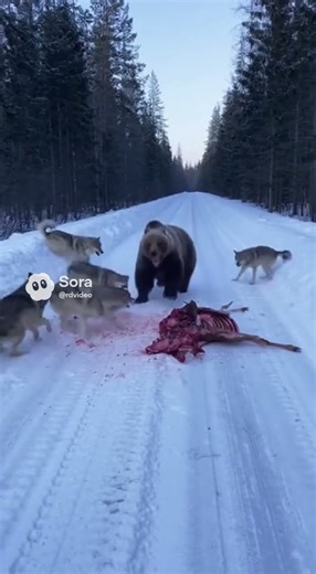 Wolf Pack vs Brown Bear: Raw Survival Fight in the Forest #wildlife #animalfight