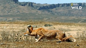Le rat-taupe géant ne passant que peu de temps en surface, le canidé ne peut pas se permettre de laisser passer sa chance. | Nat Geo Wild France