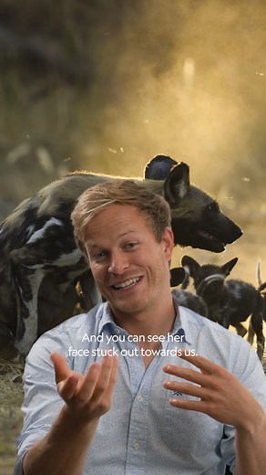 30K views · 475 reactions | It's a big task for this female African wild dog to feed so many pups, but it makes for a beautiful moment. #AnimalsUpClose with Bertie Gregory is now streaming on Disney+. | National Geographic TV | Facebook