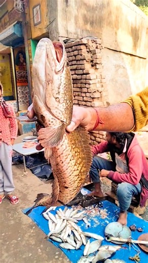 dubrajpur market Khatarnak ☠️ sole fish