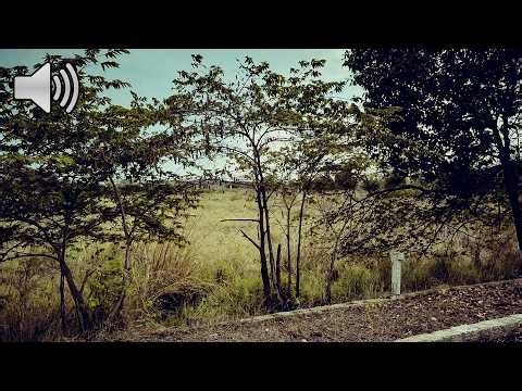 Spring Season Birds Chirping Sound Effect