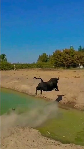lion vs ox #ox #bull #bullfight #vs #trending #shorts #youtubeshorts