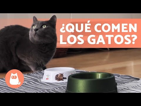 ¿Qué debe COMER un GATO? 🐱🍗 (Alimentación Felina)