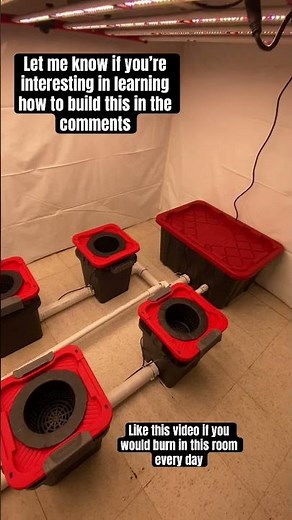 How to build hydroponic RDWC 6 bucket indoor grow setup #shorts #dwc #rdwc #diy #howto