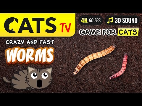 CATS TV - Fast worms game 🙀🪱 4K 🔴 60fps 🔊 3D Sound 😻📺 [4K]