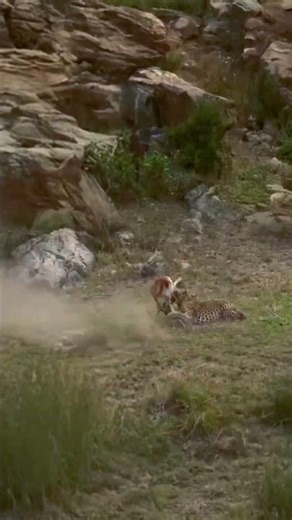 Jaguar’s Lightning Attack Leaves Gazelle No Chance | Predator vs Prey Wildlife