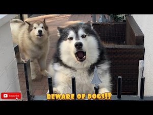 Alaskan Malamute Guard Dogs! Angry Side Of Phil