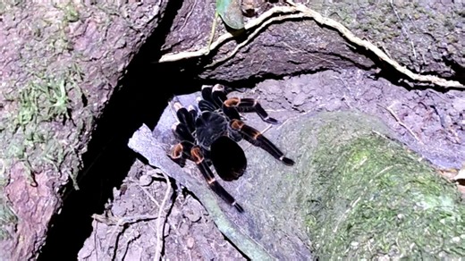 Melanonotus powellorum 与用 Mimetica incisa投喂新认识的红脚