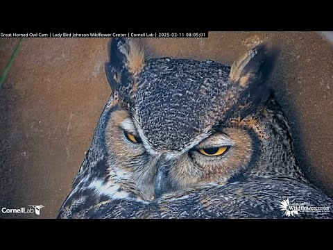 Morning Sun Shines On Athena During Close Up On Great Horned Owl Cam – March 11, 2025