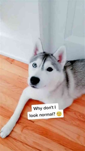 Husky thinks she looks weird because of her eyes