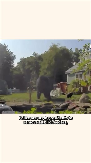 103K views · 862 reactions | : bit.ly/3JbugHp Police in Townsend, Massachusetts, are warning residents to be on the lookout after a 400-pound bear was spotted multiple times in the same neighborhood. NBC10 Boston | Today Show | Facebook
