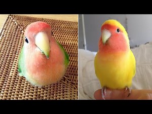 Smart And Funny Parrots Parrot Talking Videos Compilation (2025) - Cute Birds #19