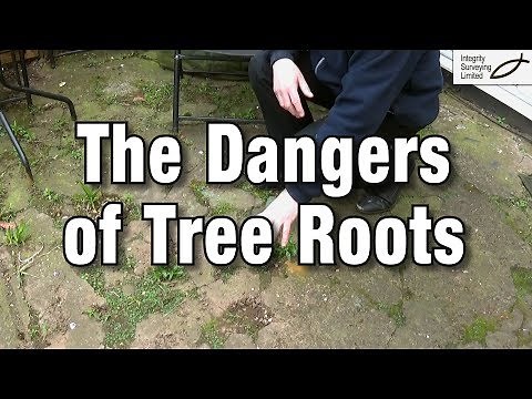 The Dangers of Tree Roots