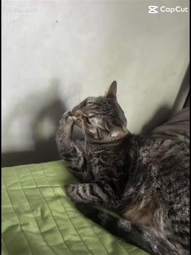 Bee bee bee 🐝 🧑‍❤️‍💋‍🧑😻