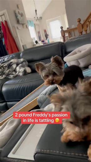 Freddy’s passions 1) Tattling 2) Fetch 3) Looking Cute 🥰 #yorkie #dogsoftiktok #doglover #dogoftheday #doglife #fyp #diy #foryou #reels | Spikey Michael