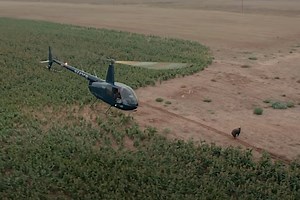 Helicopter Hog Hunting: The Costs and the Benefits