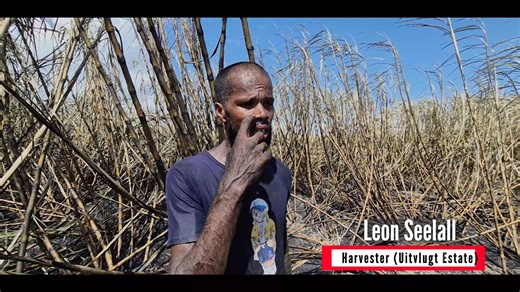 GuySuCo's Top Harvester Programme| Congratulations to our Top Harvesters from Uitvlugt Estate for the week ending October 17th, 2025. Keep up the great work! | Guyana Sugar Corporation