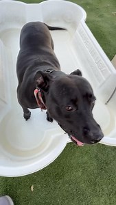 Collier DAS is open for business on Valentine’s Day and love is in the air. Stop by, meet our adorable adoptables, and and find the one you like the most. ♥️ Super fun SOPHIA #A283229 is a compact cutie, approximately 5 years old and 56 pounds. This active, playful and lovable girl is waiting to meet you. Adoptions fees are only $14 this week. Collier County DAS | 📍 7610 Davis Blvd., Naples, FL, 34104 | 📞 Tel: 239-252-PETS | 💻 www.collierpets.com #adopt #foster #love #CollierDAS #shelterdogs 