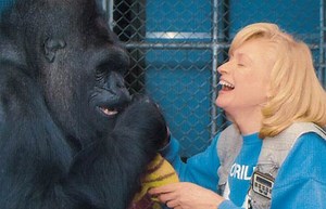 Francine Patterson - Alchetron, The Free Social Encyclopedia