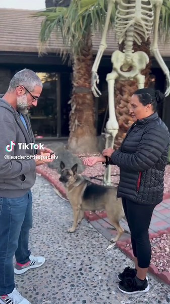 The Importance of Positive Reinforcement in E Collar Dog Training