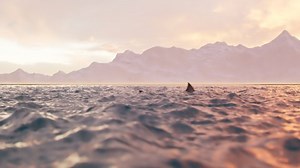 Animation of the shark fin moving swiftly at the surface of the sea. Camera moving down and showing a shark attack. The atmosphere of danger. Sunset in the background. The orange light of sunrise