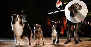 Hijos de perra - Trailer