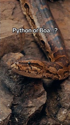 Python or Boa? 🐍 Can you tell the difference?
