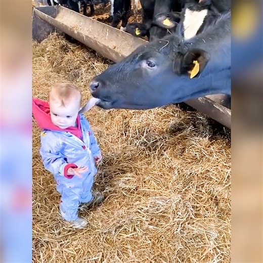 Giggle Fest | Ray's Funny Page