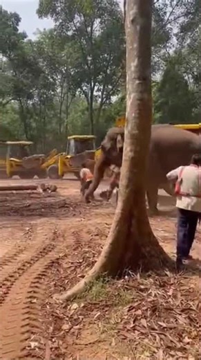 Deforestation Alert — Nature Takes Control