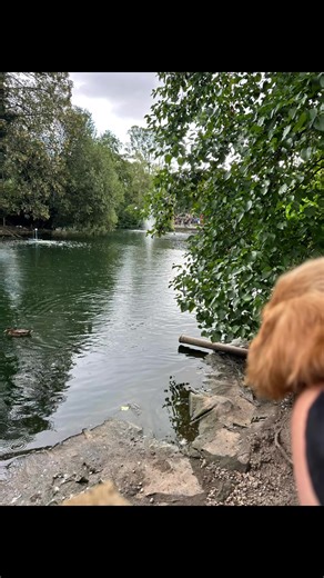 All intentions to have a nice walk before the heavens opened and we got drenched. Poppy didn’t seem to care (typical Poppy) but Mable definitely made sure we knew walks in the rain as a baby are not cool (she’s still carried as she’s not had all of her vaccines yet). Girls are now drying off snuggled up 🖤🤎 #newfoundlanddog #cockerspaniel #dogsoftiktok #dogwalk #petinfluencer