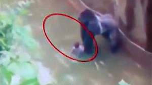 Endangered gorilla shot dead at Cincinnati zoo