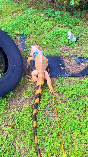 RocketTheIggy on TikTok