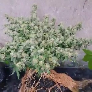 Bonsai Cannabis Tree