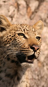 To see a leopard is rare in itself – but combined with a pack of wild dogs and a herd of elephants, this is a truly remarkable sighting. A Wilderness guest recently filmed this encounter at Wilderness Vumbura Plains in Botswana's Okavango Delta. As wild dogs closed in on a leopard perched on an overhanging tree branch, a herd of elephants became curious and sauntered over to the scene. Hear their fantastic trumpet-blowing and the unmistakable chattering of wild dogs. Eager to witness your own un