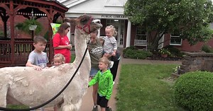 Social media llama visits Cridersville Library for summer reading program