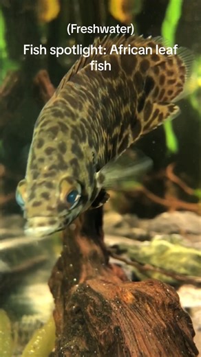 Fish Spotlight: African Leaf Fish in Aquariums