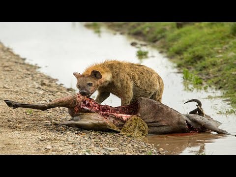 Terrifying Hyena Attacks: Live Footage of Brutal Hunting | WILDLIFE