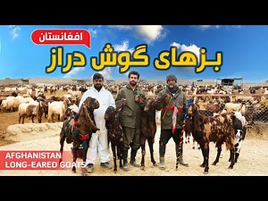 Afghanistan's Long-Eared Goats/ بزهای گوش دراز در افغانستان /په افغانستان کې د اوږده غوږ لرونکې وزې