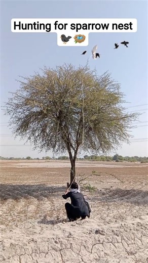hunting for sparrow nest 🐦‍⬛🪺😱 #villagelife #nest #harehunting #farming #birds #nature #birdsnest