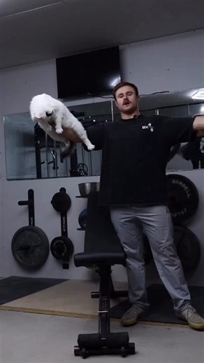 Incline press . Follow me for more cats and gym : @pandsfitness . USE CODE: CATDAD @bxactiv @wolfpak.official . #Lift #cat #evolpow #evolpowfitness #gymcat #cute #kitty #gymkitty #meow #catsofinstagram #mew #buff #gym #gymlife #buff #power #powerlifting #powerlifter #fyp #wolfpak #body #bodybuilder #bodybuilding #weights #weight #gym #gymlife #motivation #reels #muscle | Pandsfitness