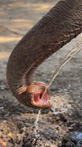 An elephant’s trunk is an incredible tool, capable of absorbing and storing approximately 10-12 liters of water at a time. A fully grown elephant’s trunk, measuring about 6-7 feet long, plays a vital role in their hydration. But can an elephant drink water directly through its trunk? The answer is no. Instead, elephants use their trunks to suck up water, which they then spray into their mouths to drink. This fascinating process showcases their adaptability and the functionality of their trunks. 