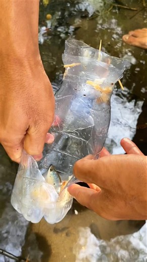 Survival Skills: Make Fish Traps from used Bottles #survival #camping