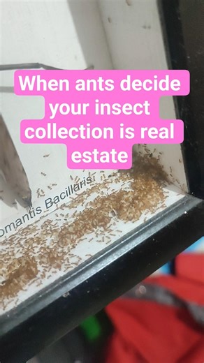My insect collection frame turned into an unexpected ant apartment #ant #insects #pet #animals