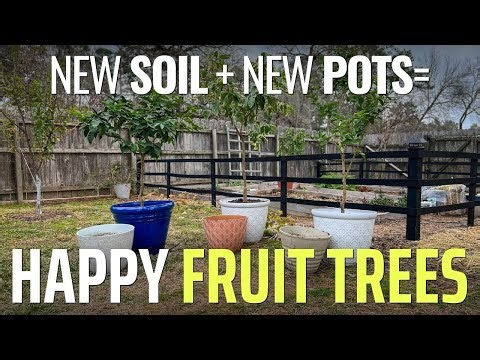 Why You (Probably) Need to Repot Your Fruit Trees! (+How to Do It)