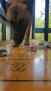 First time shuffleboarding! 4 dog training:Www.trainingwithomar.com | Omar and Monkey