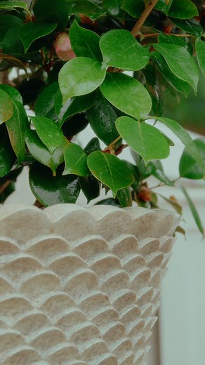 Elevate exterior aesthetics with planters that blend sophisticated design with enduring quality. Our Cadiz Planter, featured here, exemplifies how refined textures and robust construction can transform outdoor spaces into captivating extensions of your interior vision. | Stone Yard Inc