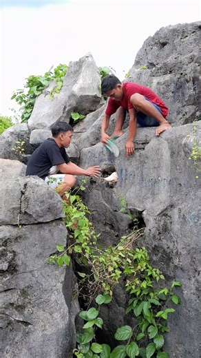 A bird nesting within a hollowed stone #birds #nature #rock #viral #shorts #funny #trending #animals
